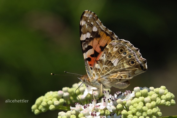 Distelfalter (Vanessa cardui)